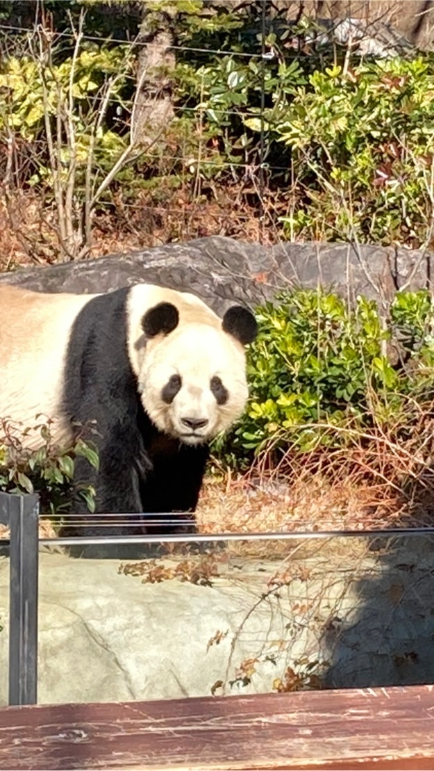 🐼パンダすき🐼