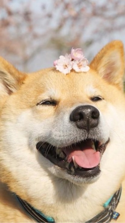 發洩群