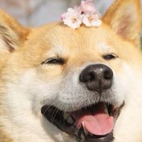 發洩群