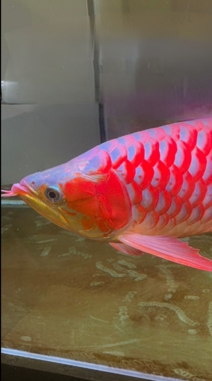 龍形水族龍虎及淡化海水魚交流中心