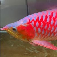 龍形水族龍虎及淡化海水魚交流中心
