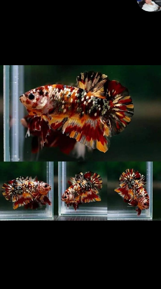 ซื้อขายประมูลปลากัดสวยงามลงราคาทุกตัวนะคับ