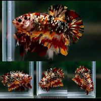 ซื้อขายประมูลปลากัดสวยงามลงราคาทุกตัวนะคับ