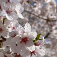 東北40歳からの雑談恋バナ部屋