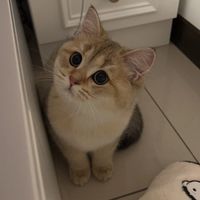鉑金貓舍