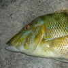 沖縄打ち込み釣り専用チャット