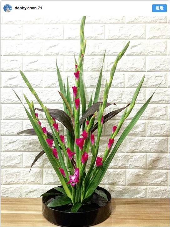 公開12種年花寓意 豬年年花吉位擺錯隨時衰3年 東方新地 Line Today