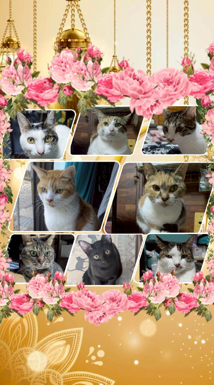 ８匹猫のママ🐈️むっちゃん𓃠