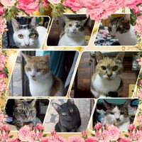 12匹猫のママ🐈️むっちゃん𓃠