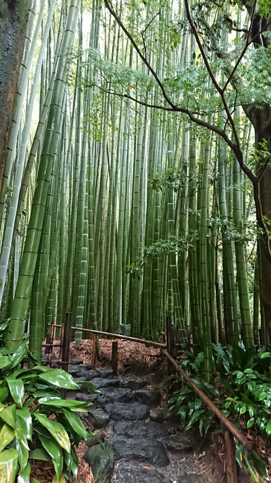 夏季日本避暑方案來場森林浴吧 2