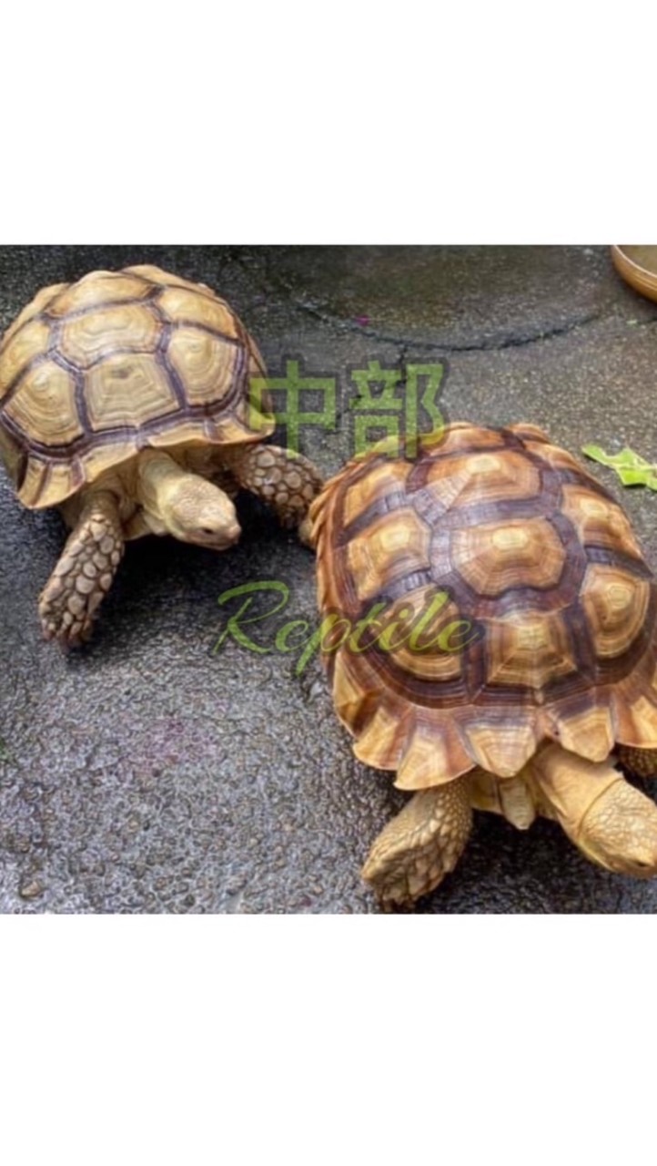 中部Reptile爬蟲競標🐢