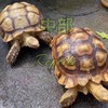 中部Reptile爬蟲競標🐢