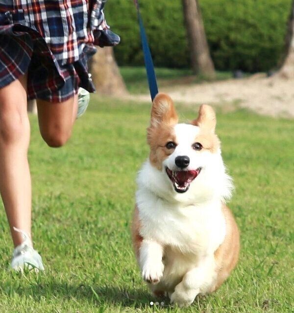 繁殖犬を引退したコーギー 無表情 笑顔が素敵 なコに