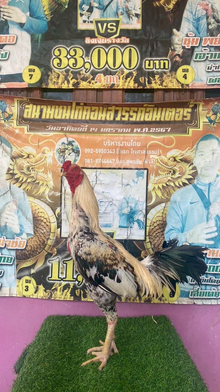ซุ้ม สามตอ🐓