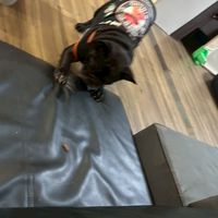 垢入り冒険隊