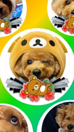 ブチギレといぷーどる🐶💢
