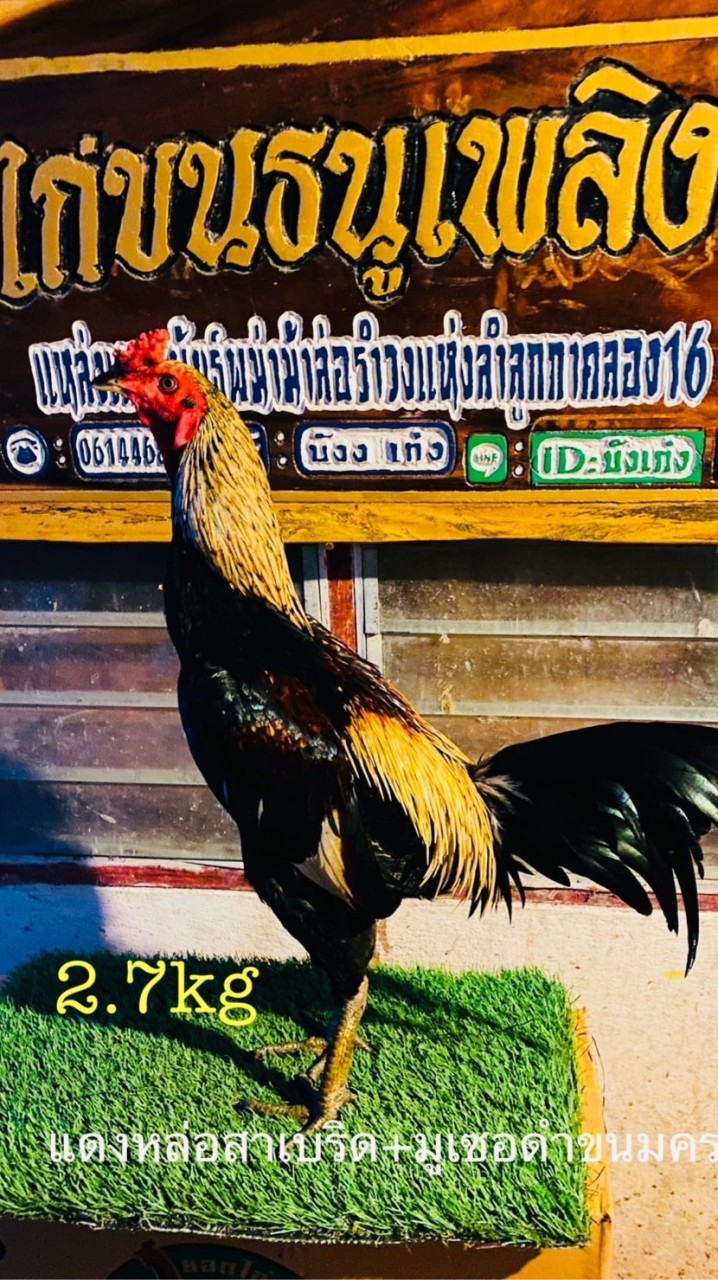 ซุ้มไก่ชนธนูเพลิง