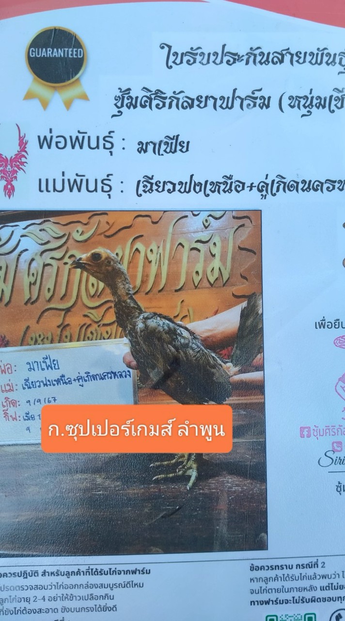 ก.ซุปเปอร์เกมส์ ไก่ชน