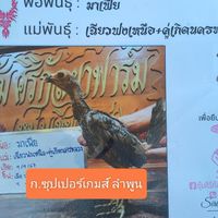 ก.ซุปเปอร์เกมส์ ไก่ชน