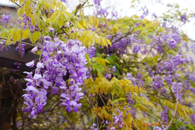 吉野櫻,沙鹿天元宮,沙鹿天元宮吉野櫻,賞櫻懶人包