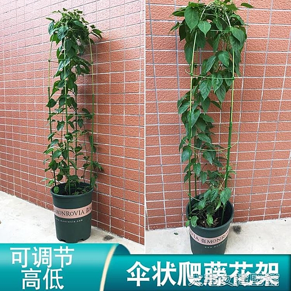 盆栽花架植物爬藤支架鐵線蓮月季支撐桿可調節玫瑰花架陽臺支撐架