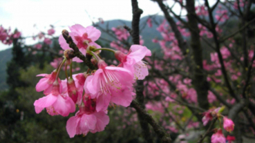 出國行程被打亂？趁著春暖花開遊台灣 賞花景點資訊一手掌握