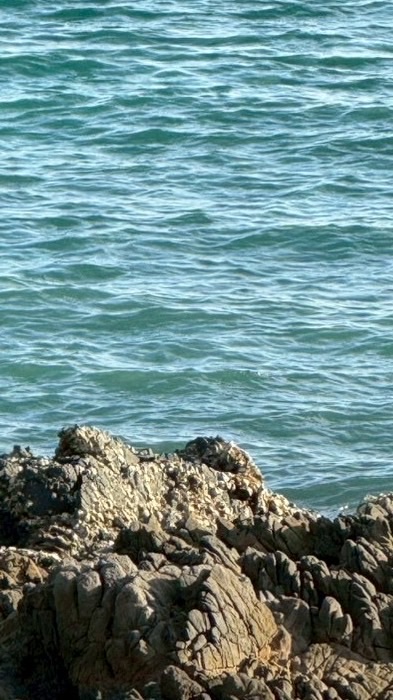 Znnเฉพาะกิจแฟชั่นวีค🐱🐶