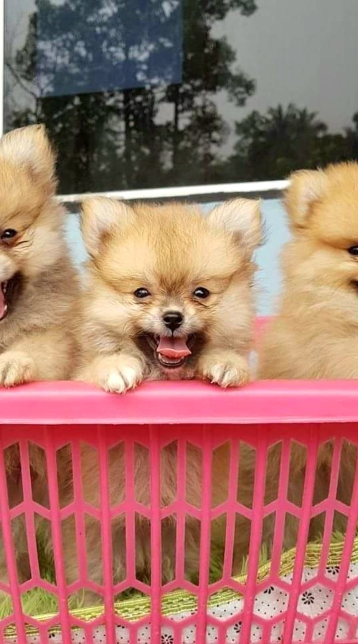 บ้านรักมะหมาอุดร UD