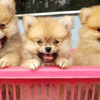 บ้านรักมะหมาอุดร UD