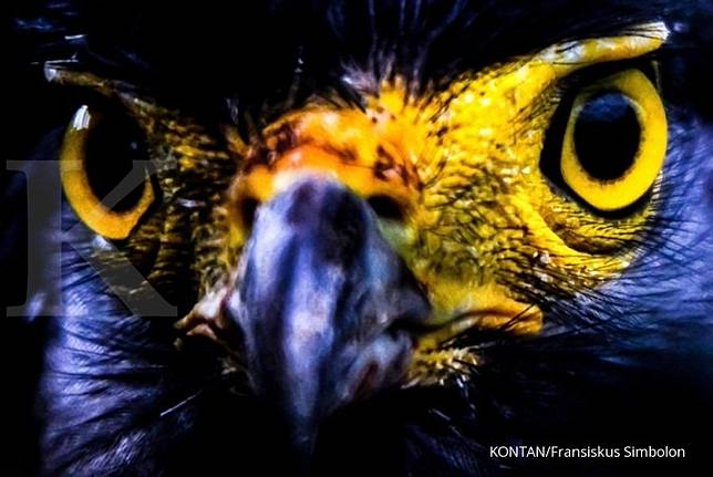 Unduh 460 Koleksi Gambar Elang Yg Mudah Ditiru Terbaik Gratis