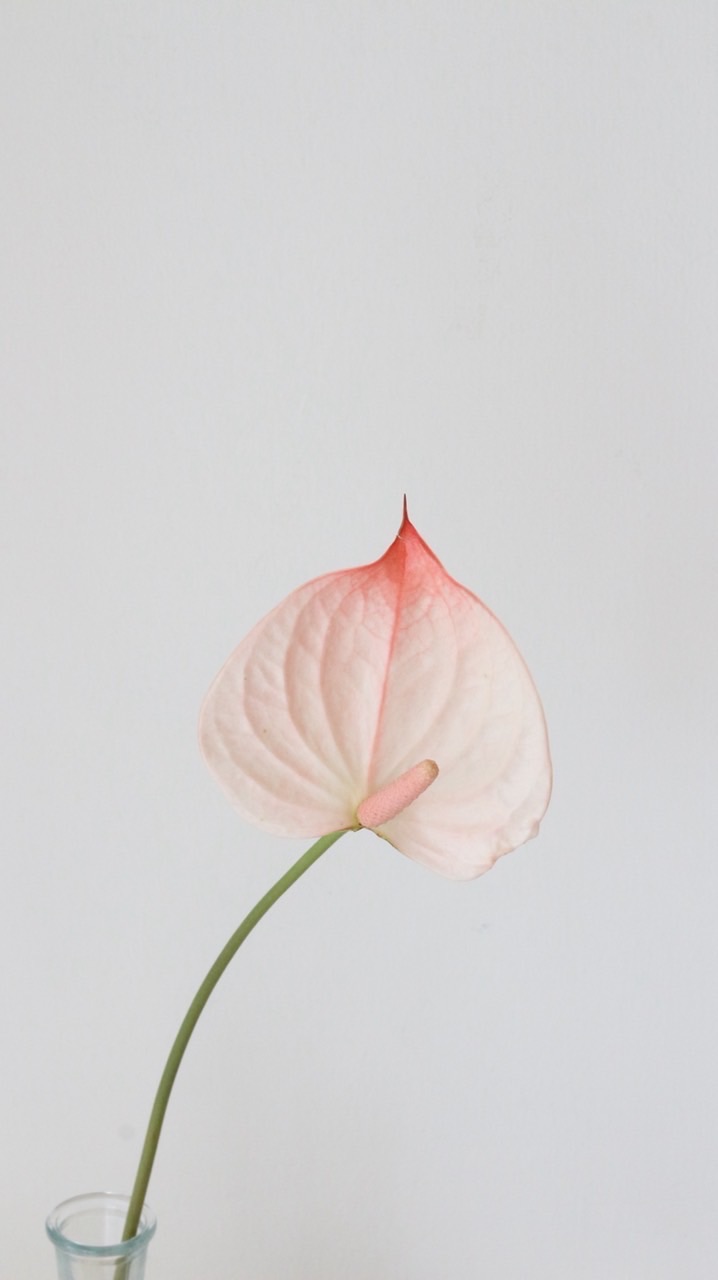 兔子先生的花坊