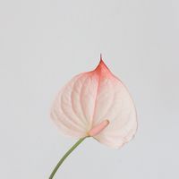 兔子先生的花坊