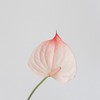 兔子先生的花坊
