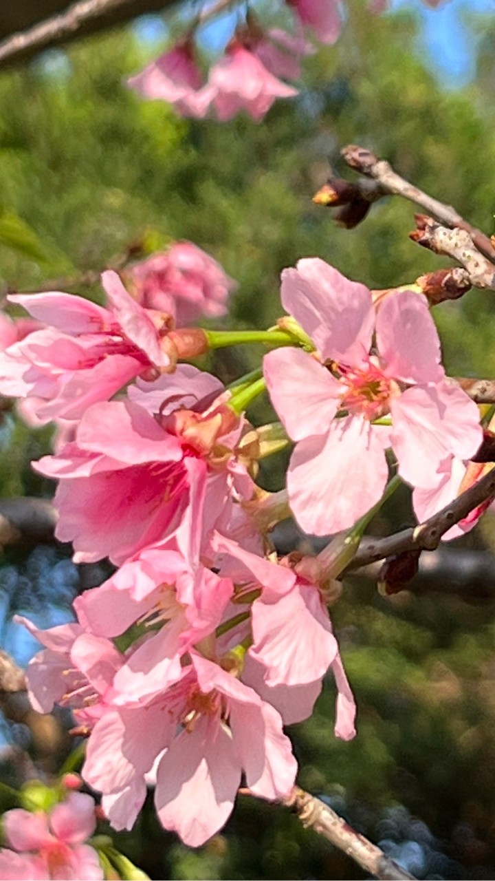 帝景花藝班