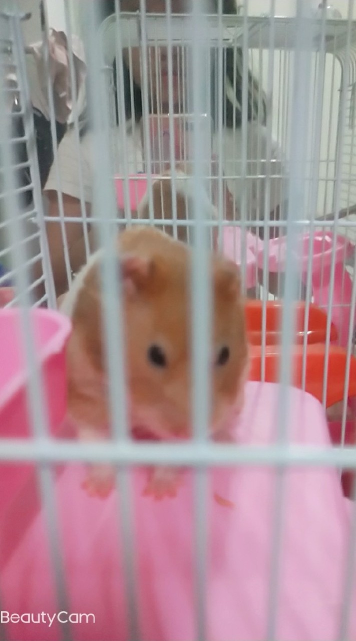 倉鼠🐹社