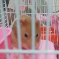 倉鼠🐹社