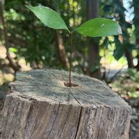 長府森まもりつなぎ隊