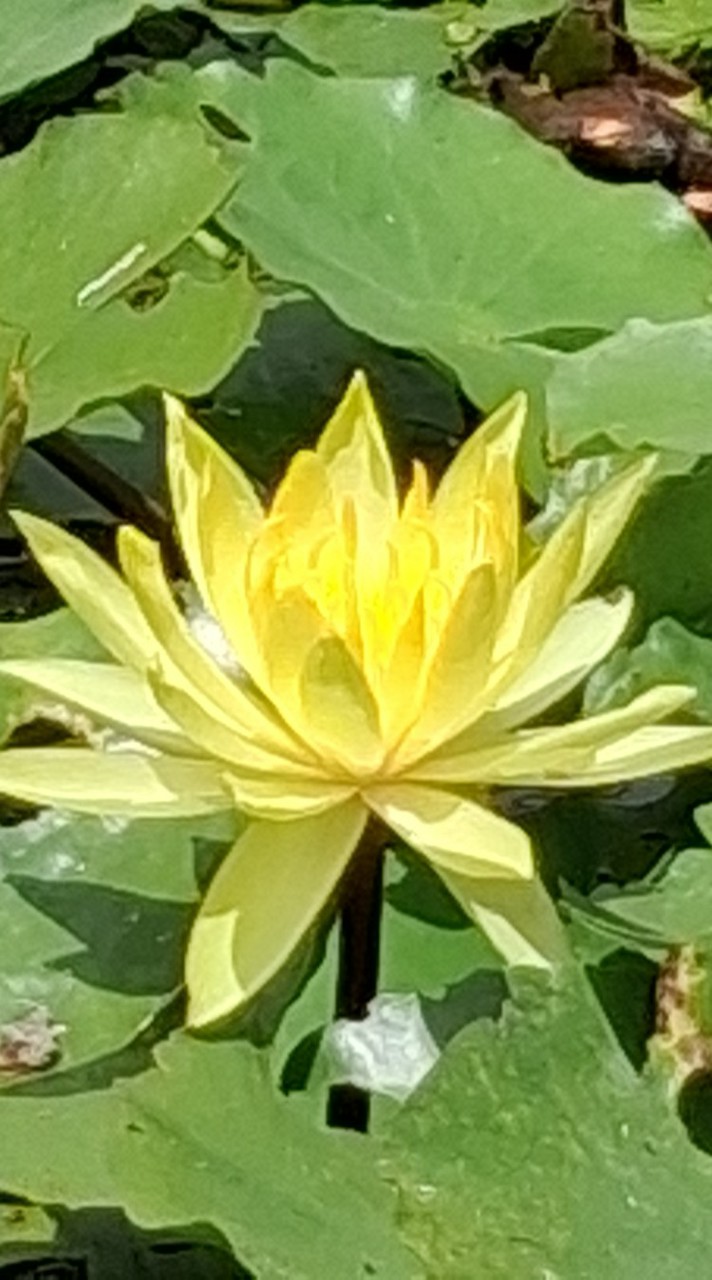 植物