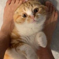 むしおを愛でる会