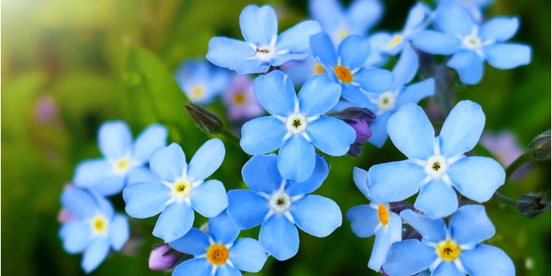 勿忘草 の花言葉とは 種類や育て方 由来である悲恋のエピソードも紹介 Oggi