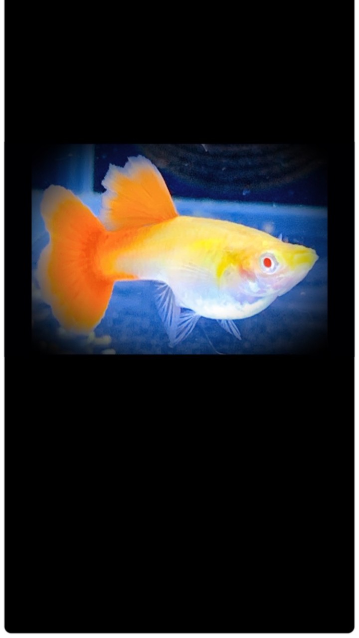 新竹孔雀魚