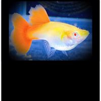 新竹孔雀魚