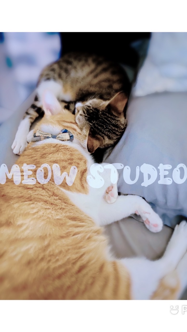 MEOW俱樂部