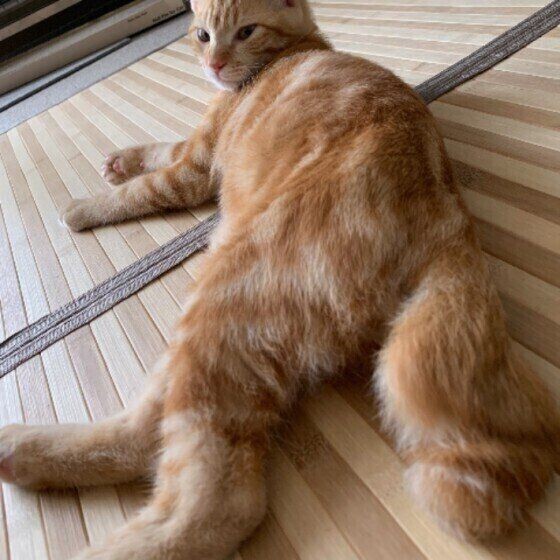 日本に多い かぎしっぽ猫 が昔から人々に愛される理由 ねこのきもちnews