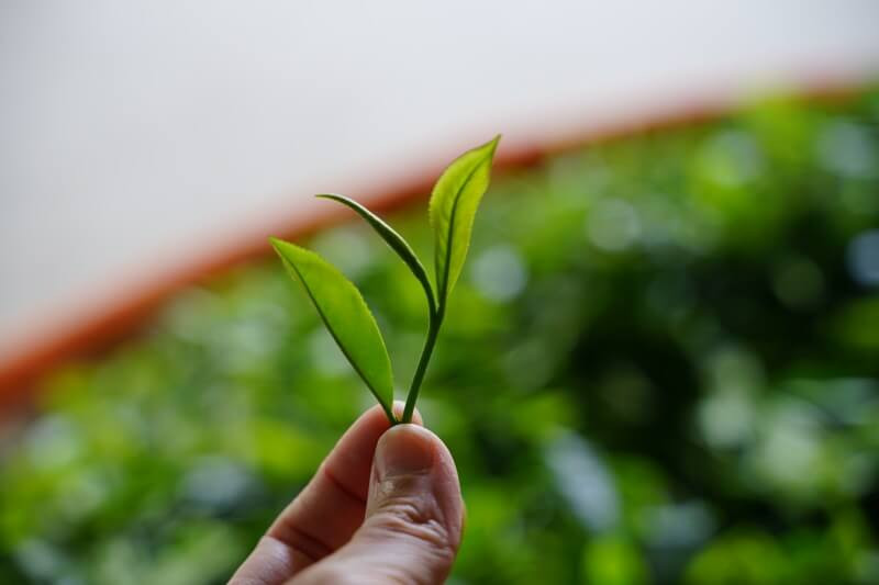 新北食材三峽碧螺春茶葉