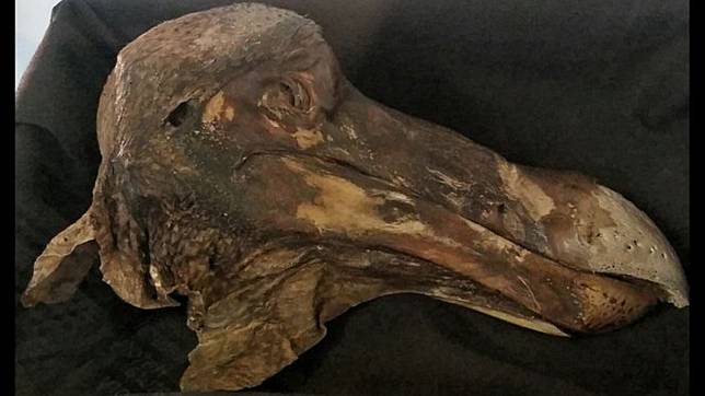 Mengenal Burung Raksasa Dodo Yang Punah Sejak Abad Ke 17