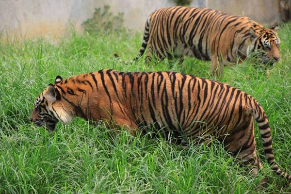 Khatib Lebong Dibekali Ilmu Penyelamatan Harimau Sumatera