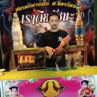 ช.โชคอำนวยฟาร์ม(สังกัด ป.ประกายเพชร)