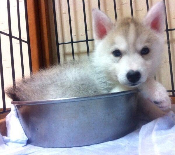 換毛期の愛犬の 抜け毛アート で分身ができた