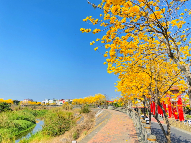 溫磘宮黃花風鈴木,雲林斗南將軍崙溫磘宮,雲林斗南黃花風鈴木秘境,雲林黃花風鈴木